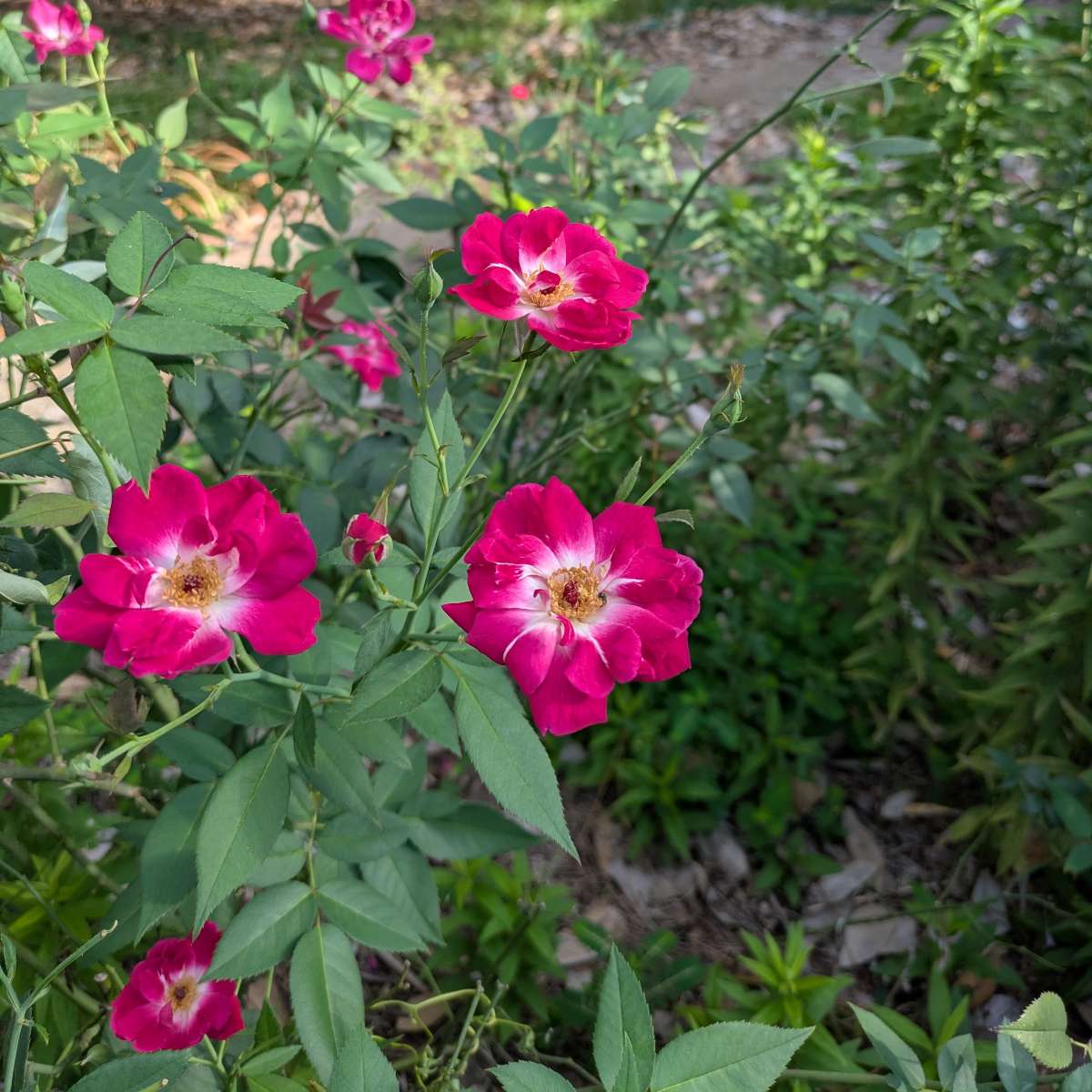 The roses persist, and so do I.