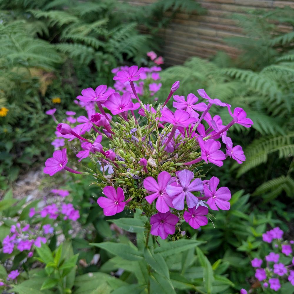 My phlox is laughing at this heat.