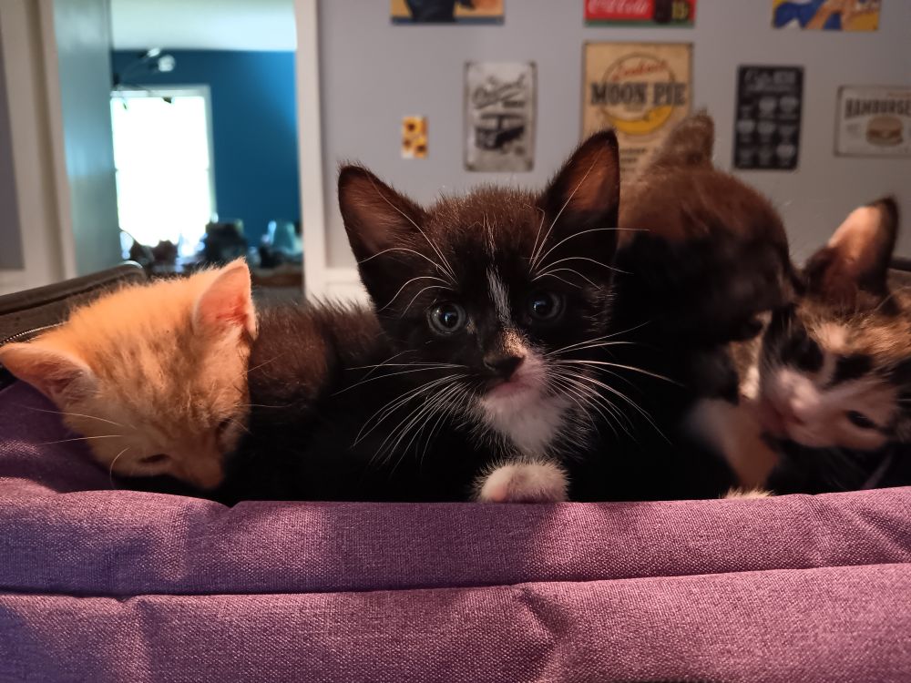 Kittens – the origin story